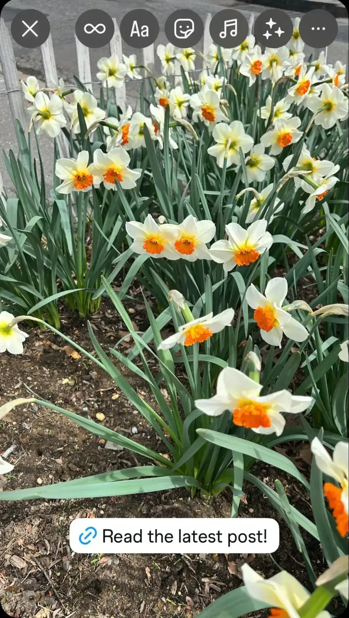 an instagram story with a picture of a flowers and a clickable link that says ‘read the latest post’